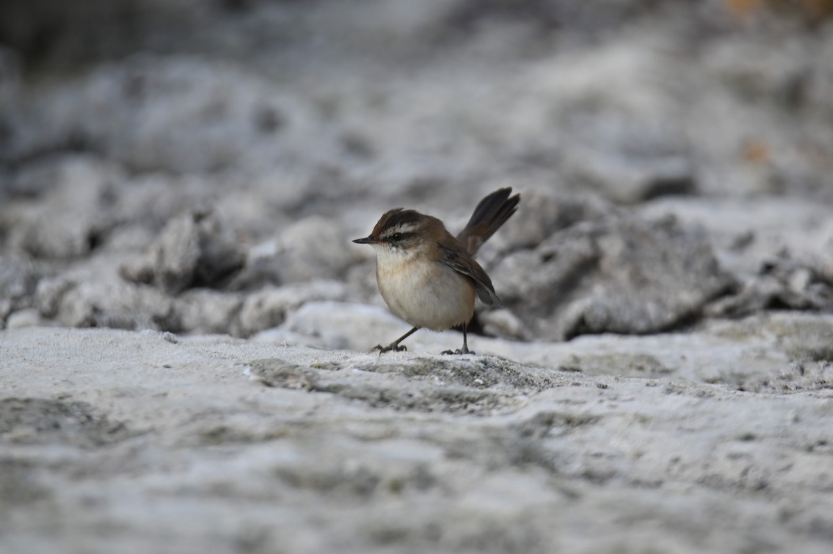 Moustached Warbler - ML644021101
