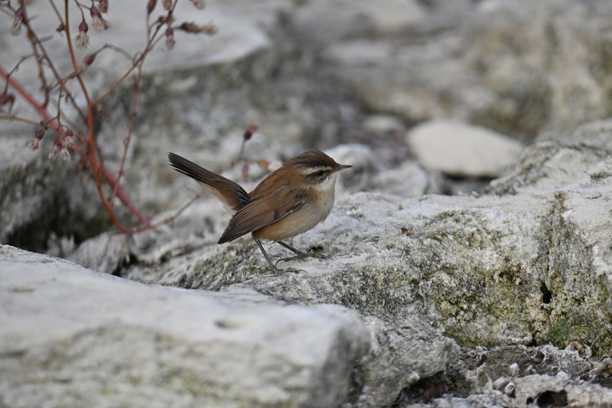 Moustached Warbler - ML644021102