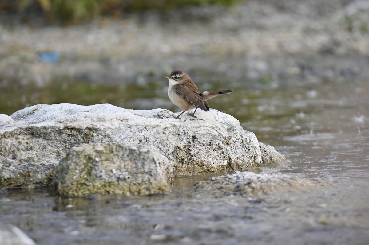 Moustached Warbler - ML644021103