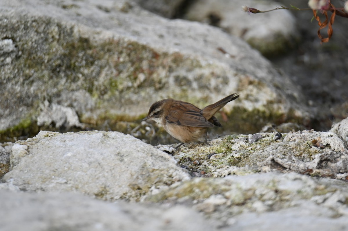 Moustached Warbler - ML644021104