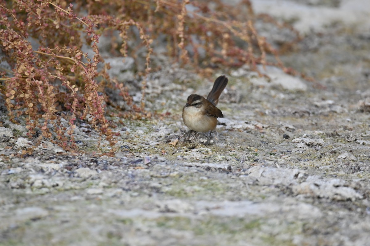 Moustached Warbler - ML644021105