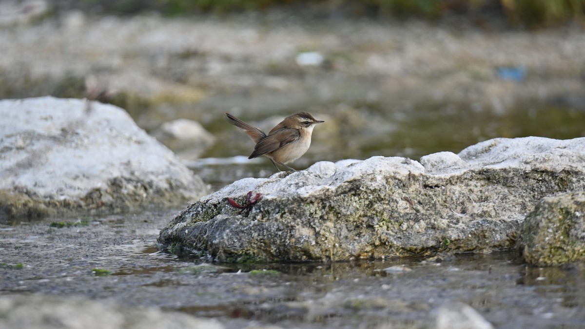 Moustached Warbler - ML644021106