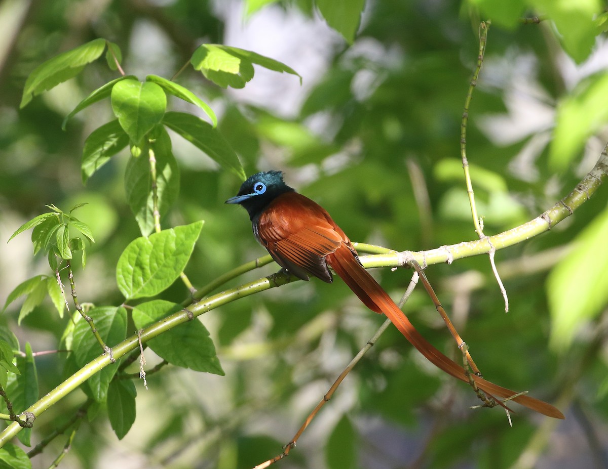 African Paradise-Flycatcher - ML644021108