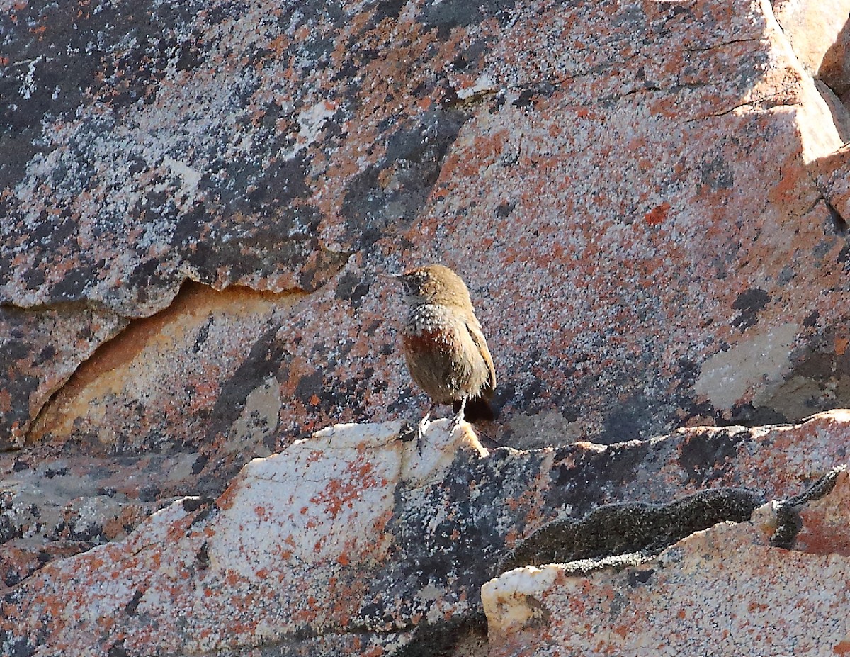 Cinnamon-breasted Warbler - ML644021124