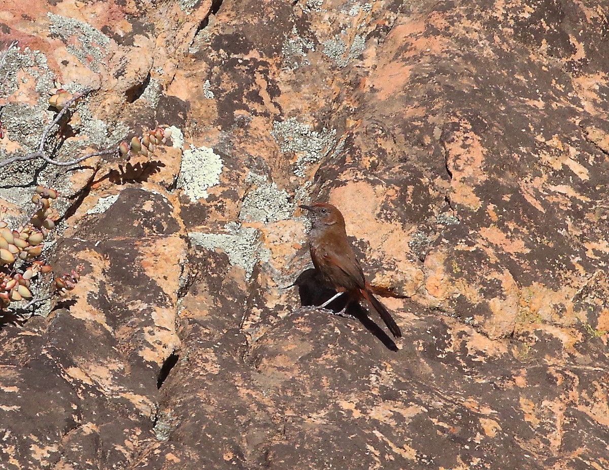 Cinnamon-breasted Warbler - ML644021125