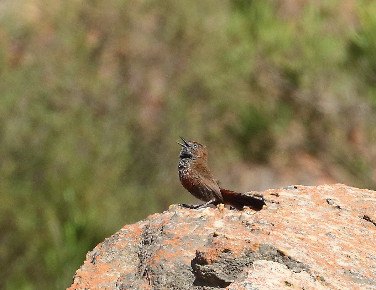 Cinnamon-breasted Warbler - ML644021128