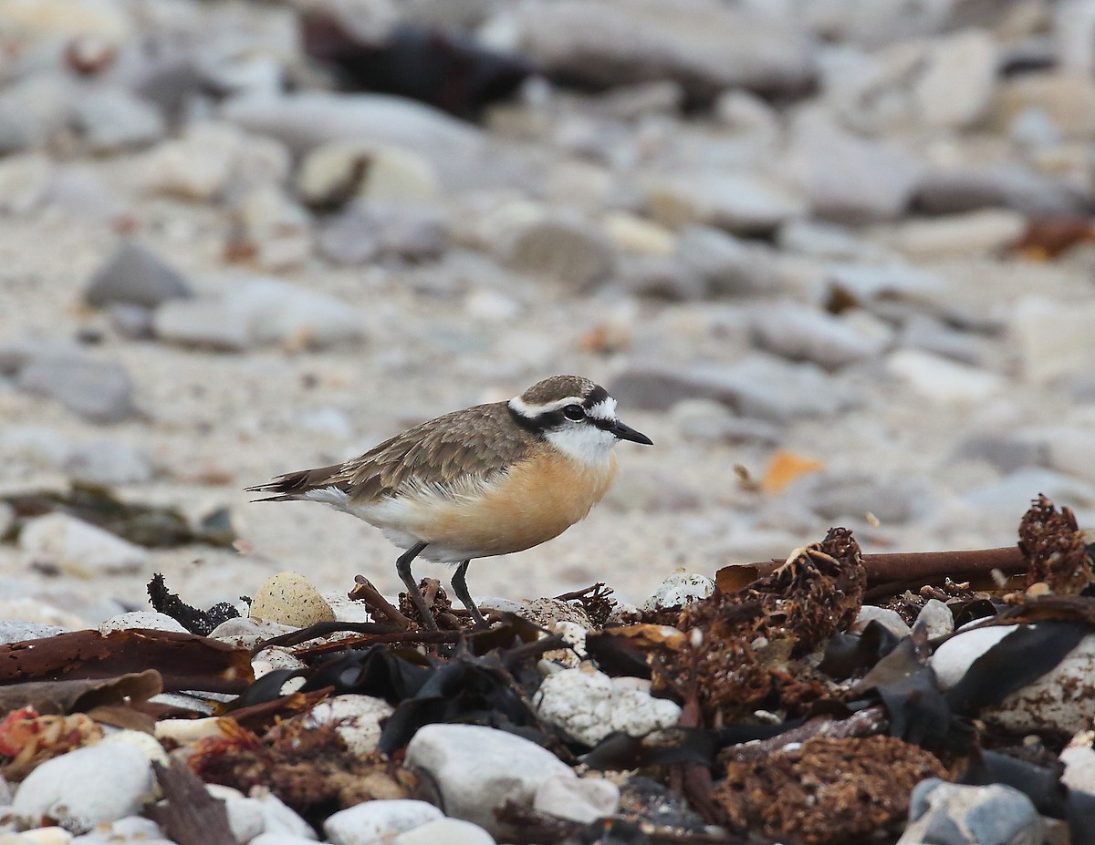 Kittlitz's Plover - ML644021131