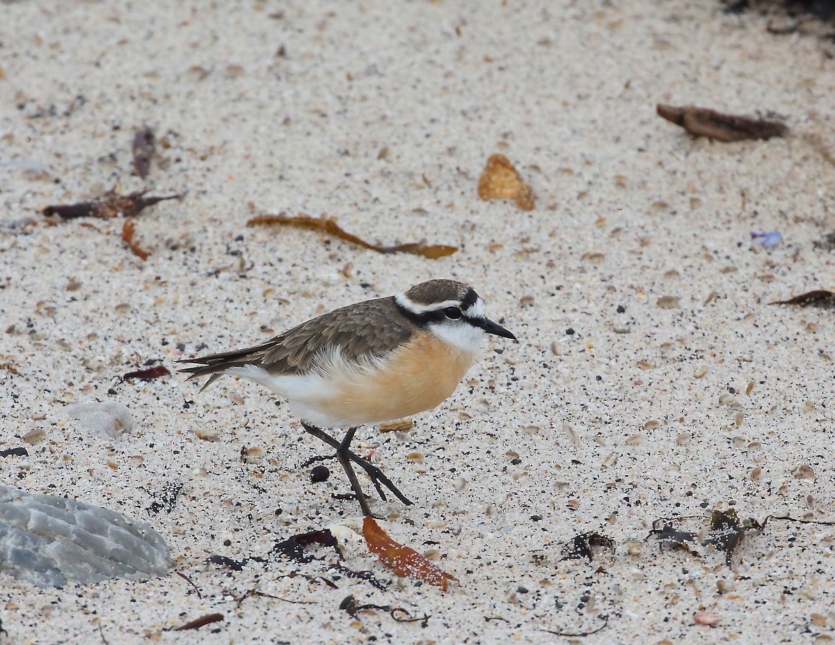 Kittlitz's Plover - ML644021132