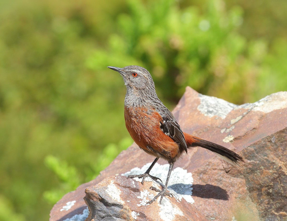 Cape Rockjumper - ML644021141