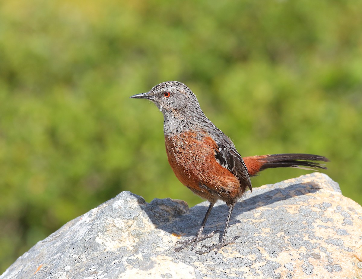 Cape Rockjumper - ML644021146