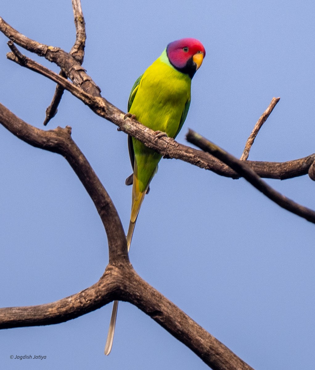 Plum-headed Parakeet - ML644021161