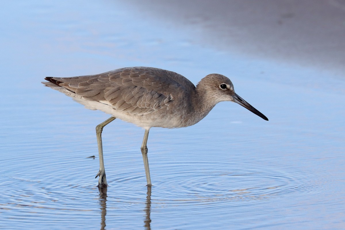 willetsnipe - ML644021178