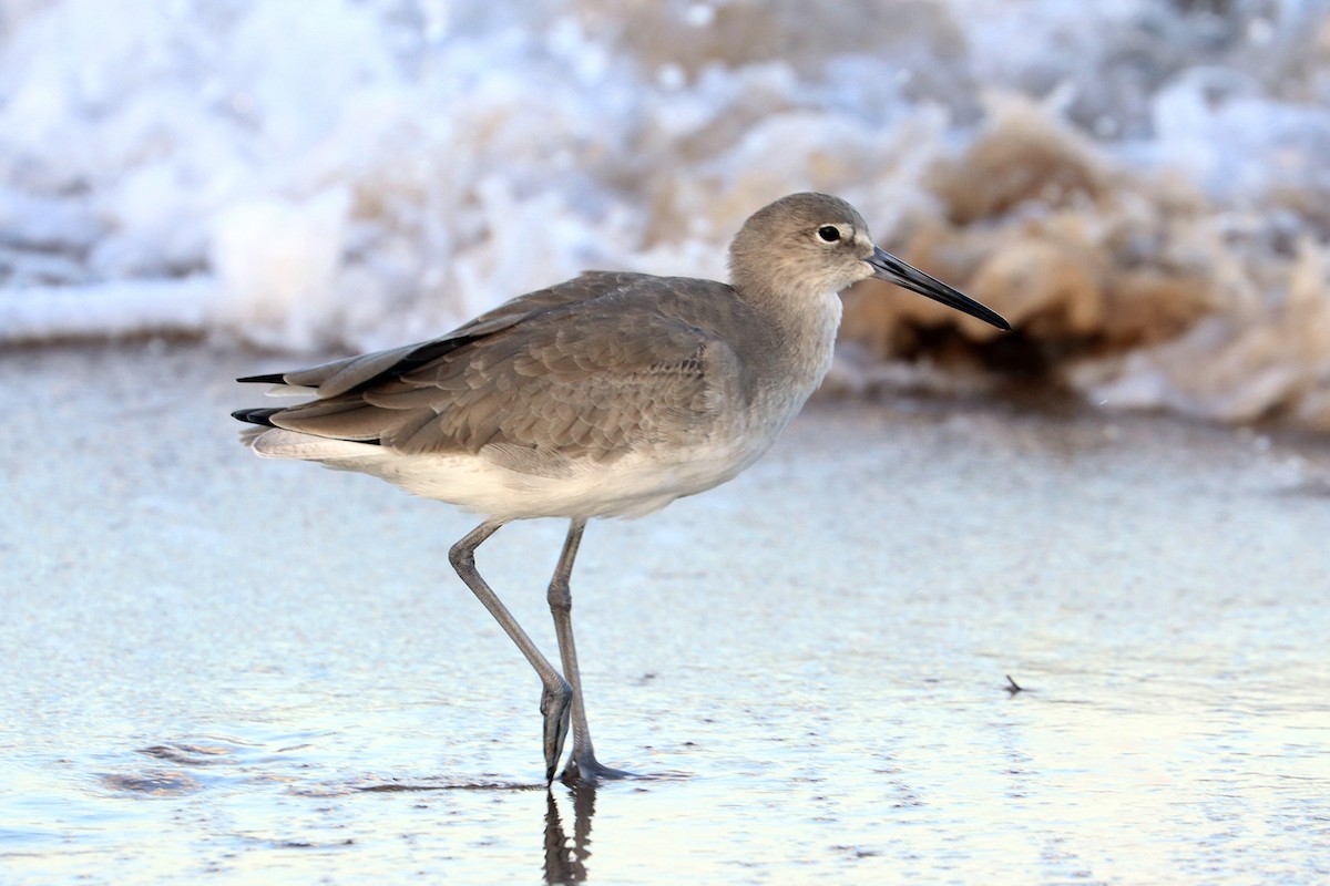 willetsnipe - ML644021179