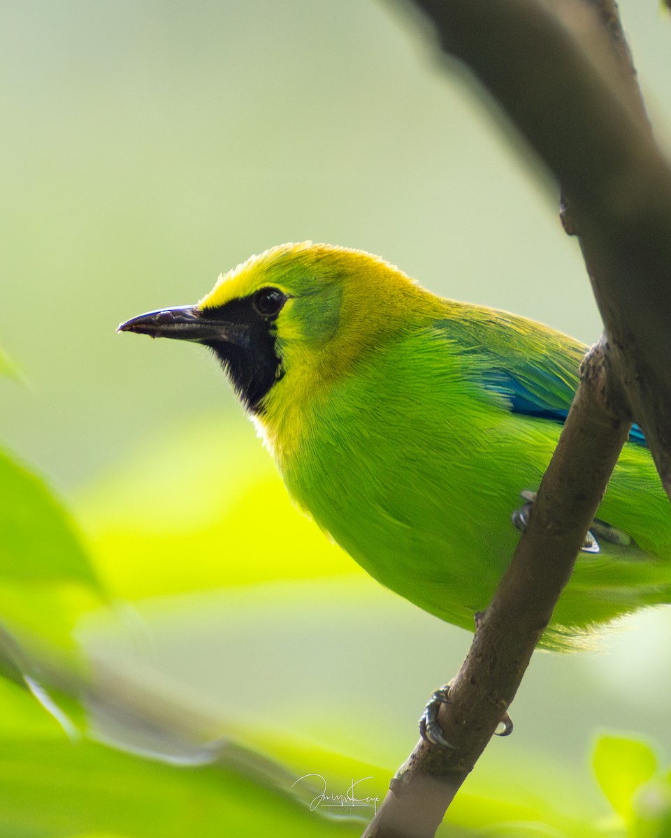 Blue-winged Leafbird - ML644021185
