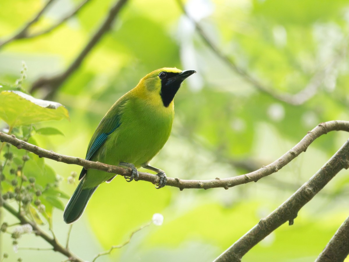 Blue-winged Leafbird - ML644021204