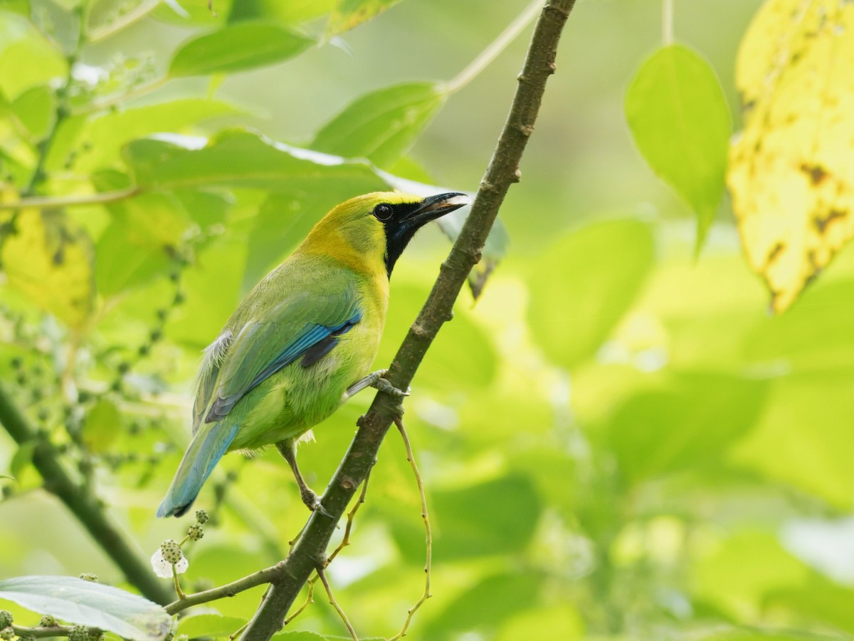 Blue-winged Leafbird - ML644021205