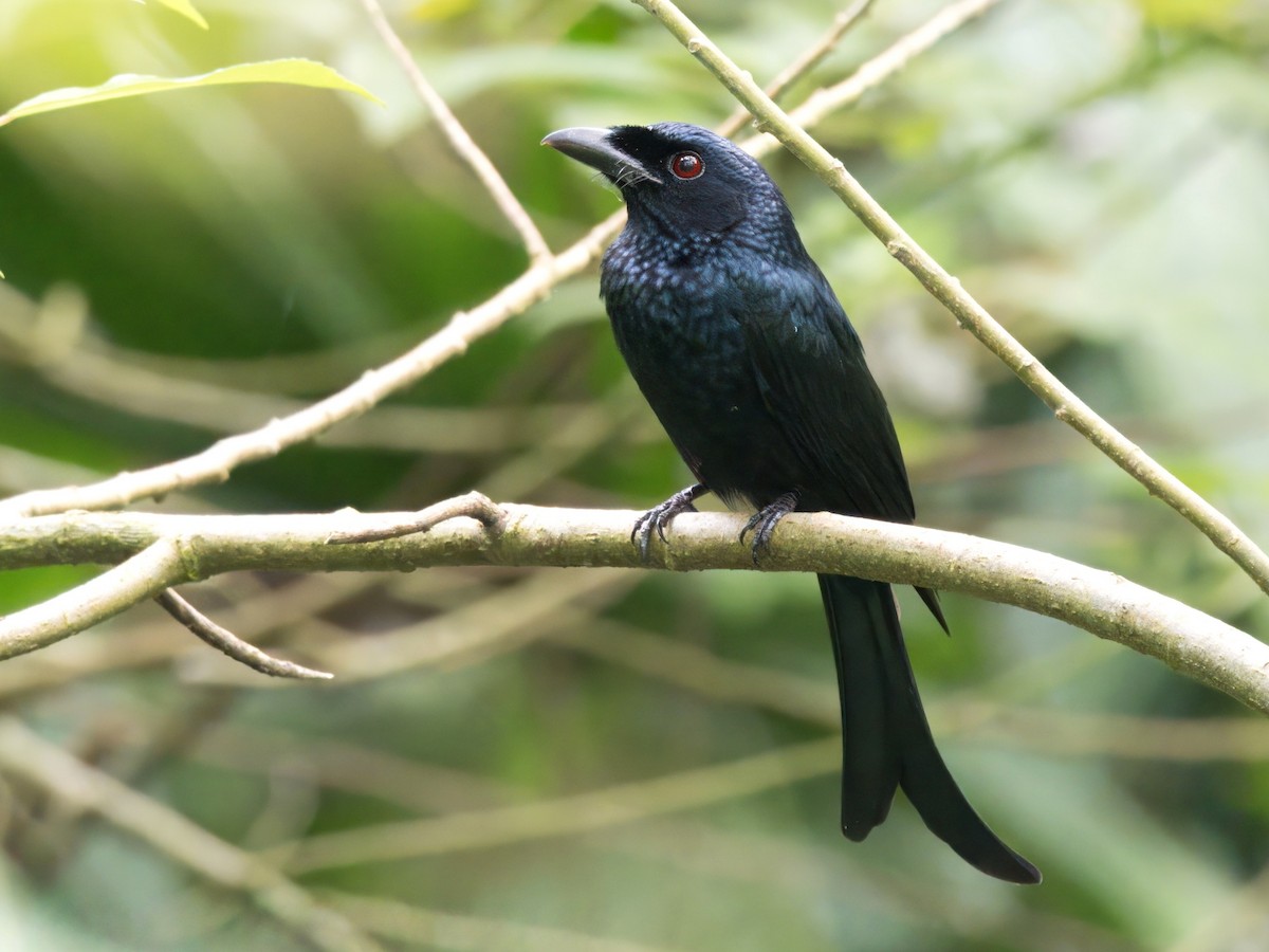 Crow-billed Drongo - ML644021209