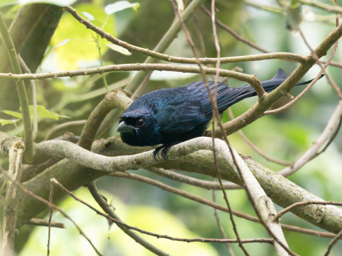 Crow-billed Drongo - ML644021211
