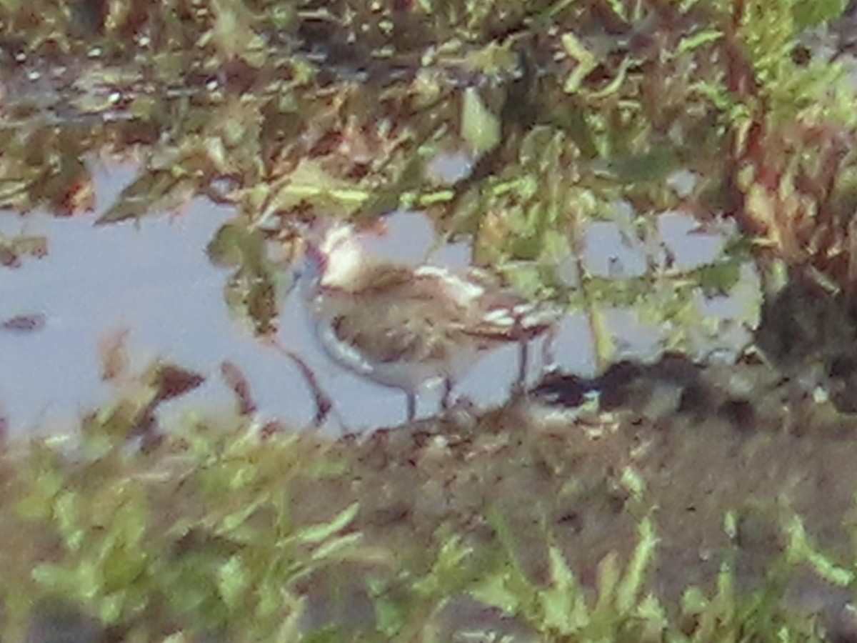 Western Sandpiper - ML644021262