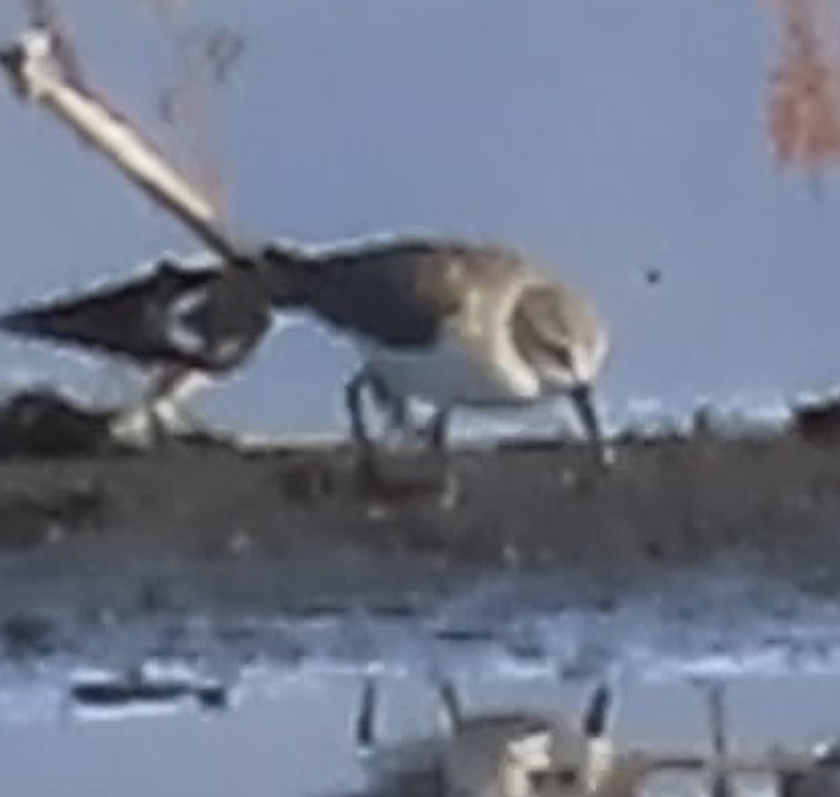 Western Sandpiper - ML644021263