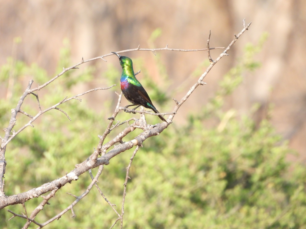 akasiesolfugl - ML644021266