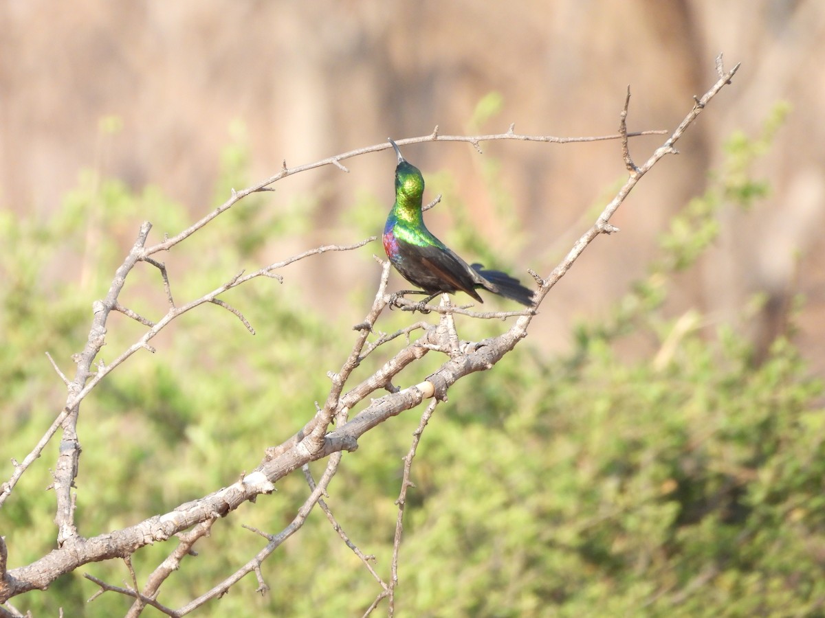 akasiesolfugl - ML644021267