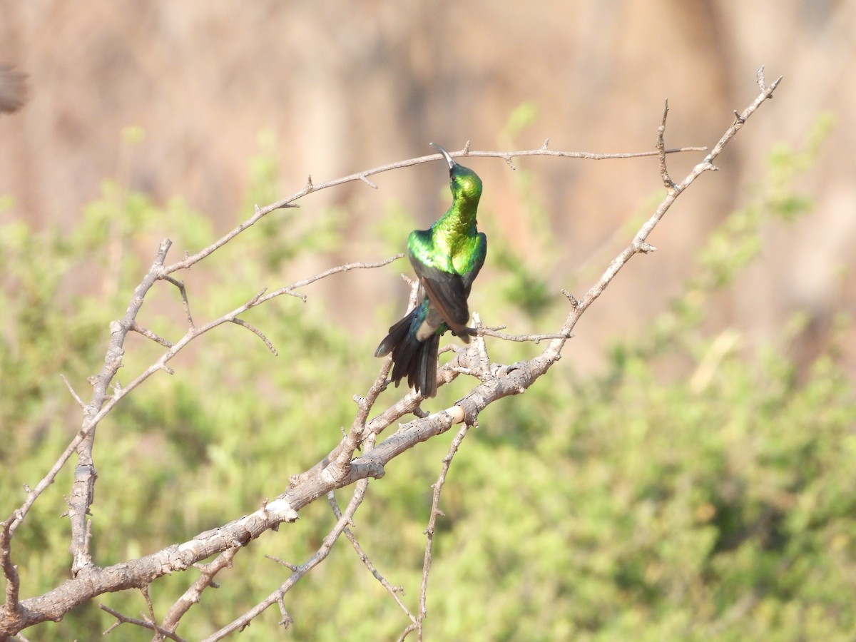 akasiesolfugl - ML644021268