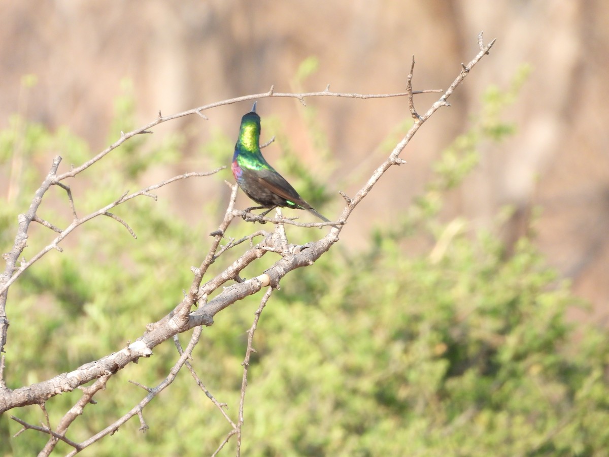 akasiesolfugl - ML644021269