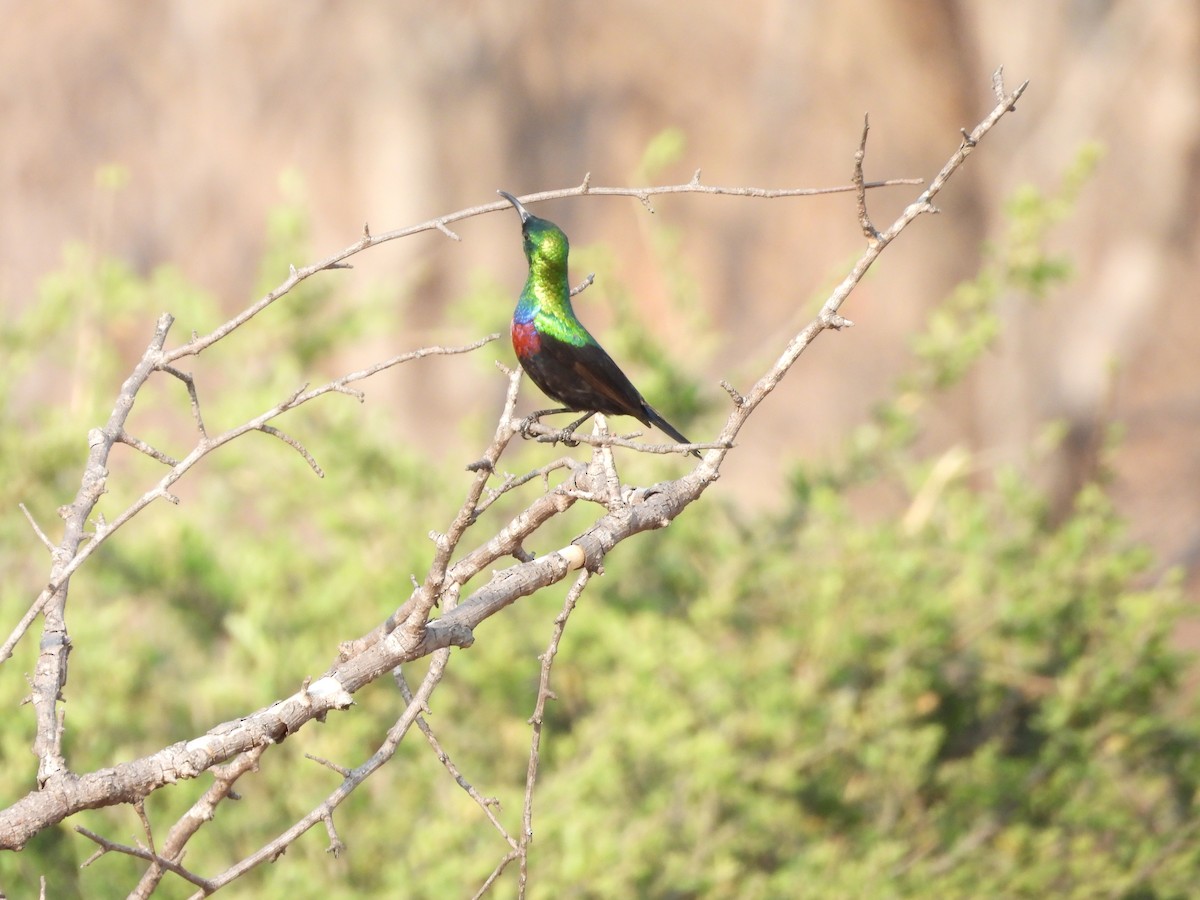 akasiesolfugl - ML644021270