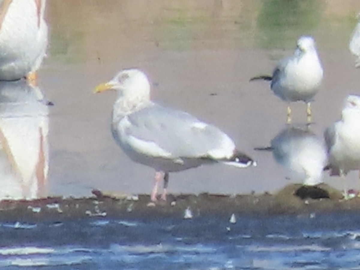 American Herring Gull - ML644021274