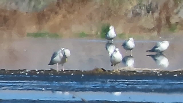 American Herring Gull - ML644021275