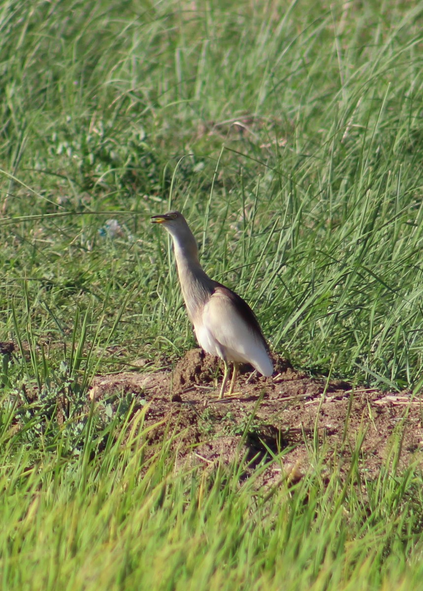 Indian Pond-Heron - ML644021292