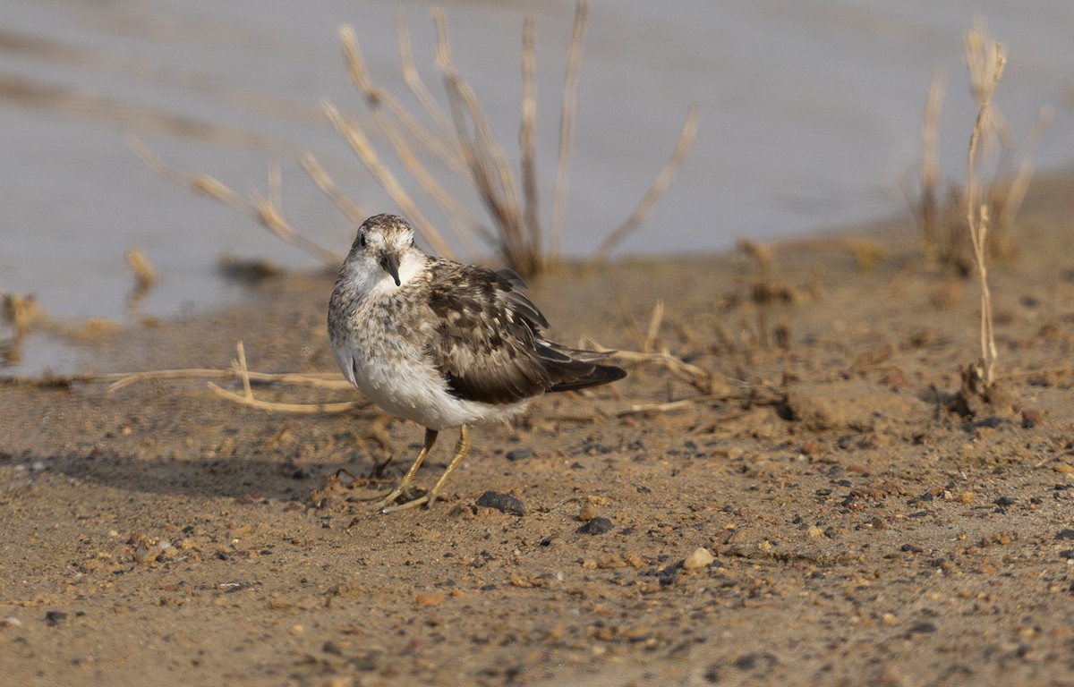 Temminck's Stint - ML644021293