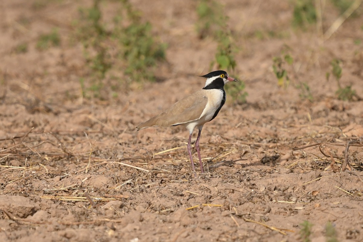 Black-headed Lapwing - ML644021306