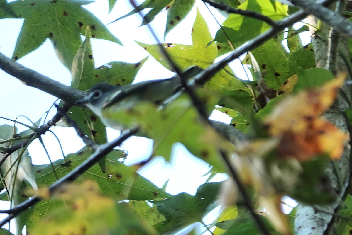Blue-headed Vireo - ML644021321
