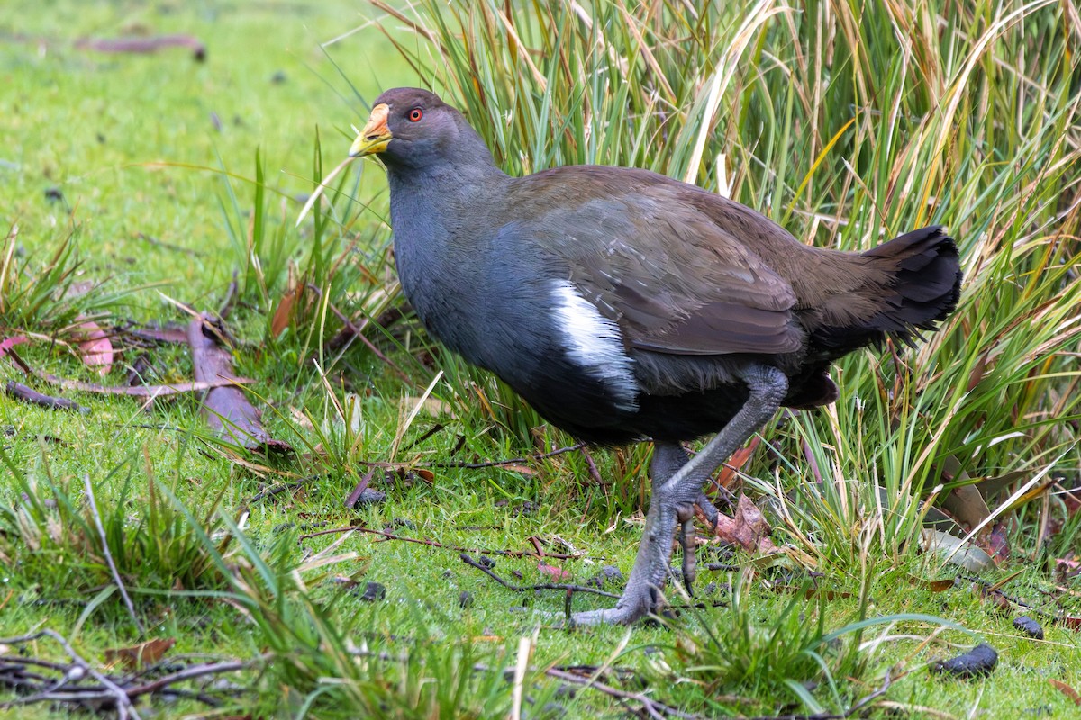 Tasmanian Nativehen - ML644021337