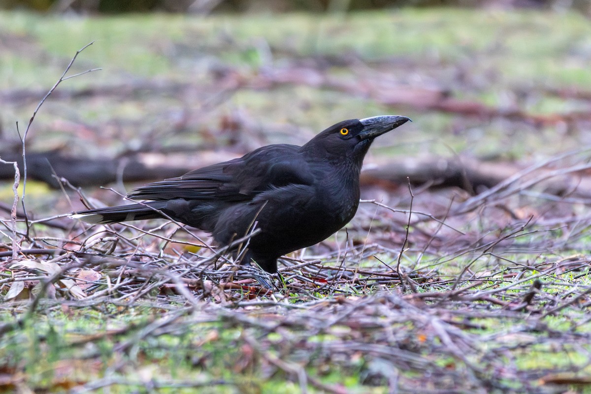 Black Currawong - ML644021341
