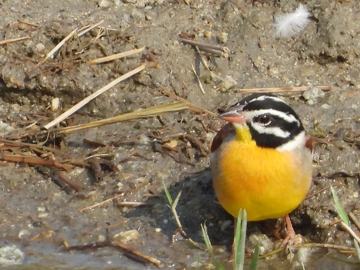 Golden-breasted Bunting - ML644021346
