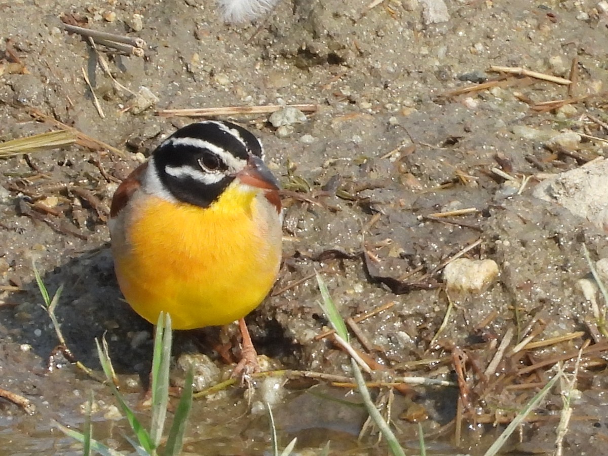 Golden-breasted Bunting - ML644021347