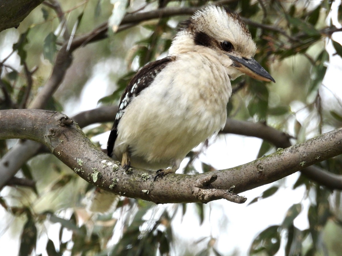 Laughing Kookaburra - ML644021353
