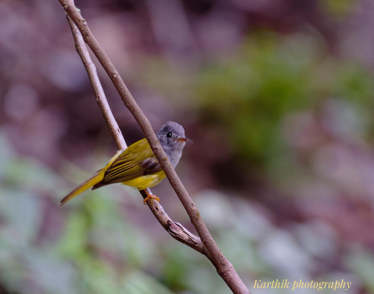 Gray-headed Canary-Flycatcher - ML644021355