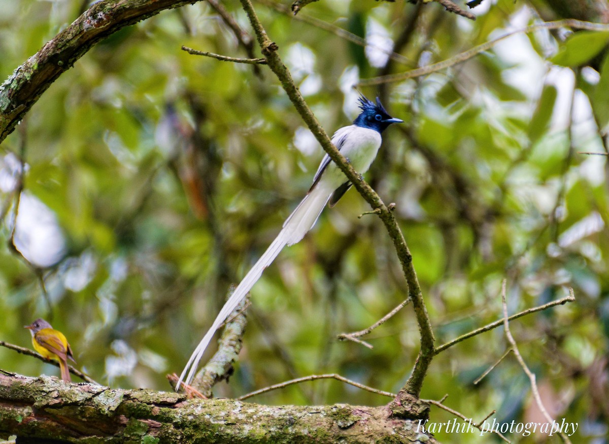 Indian Paradise-Flycatcher - ML644021360