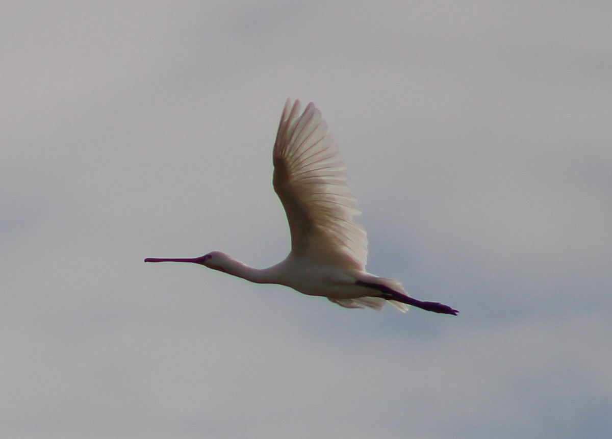 Eurasian Spoonbill - ML644021361
