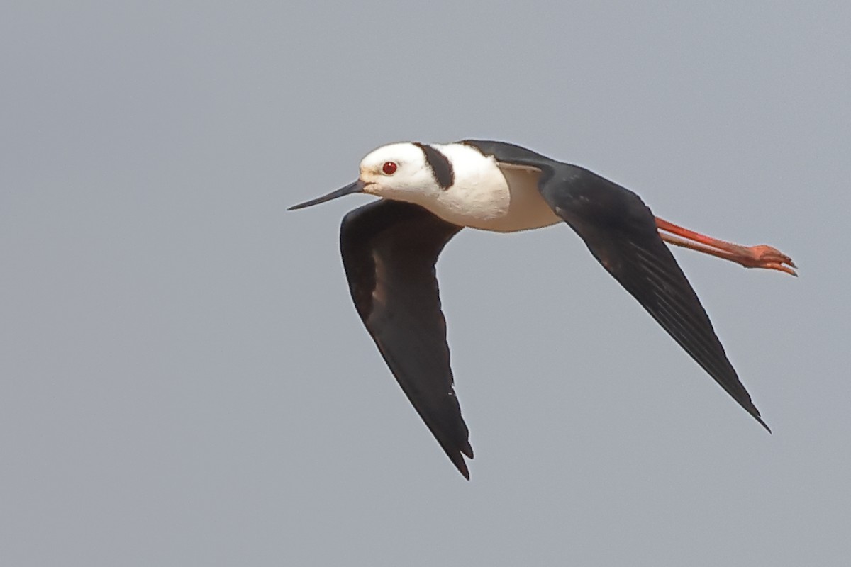 Pied Stilt - ML644021362
