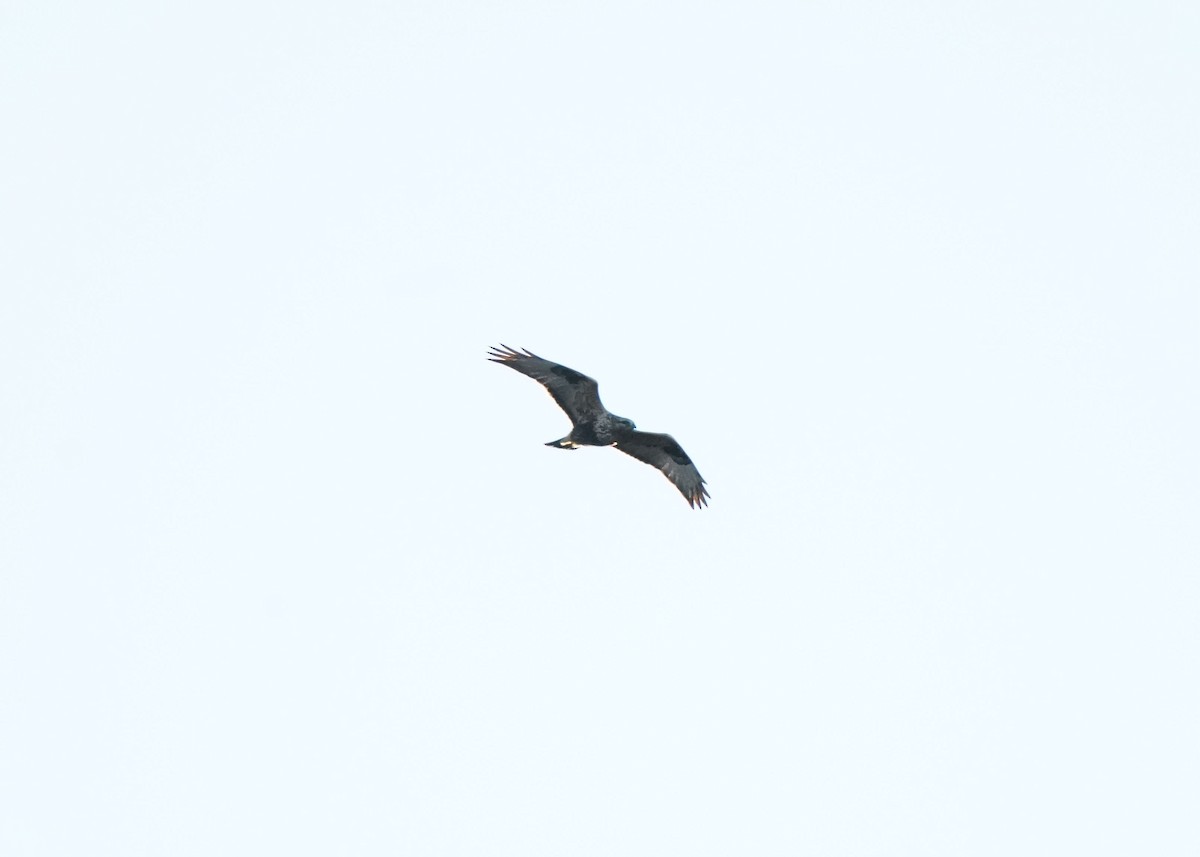 Rough-legged Hawk - ML644021364