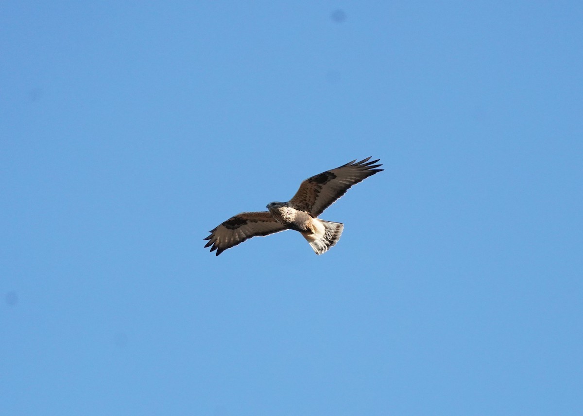Rough-legged Hawk - ML644021365