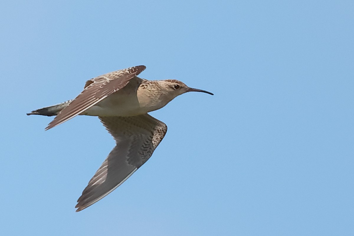 Little Curlew - ML644021366
