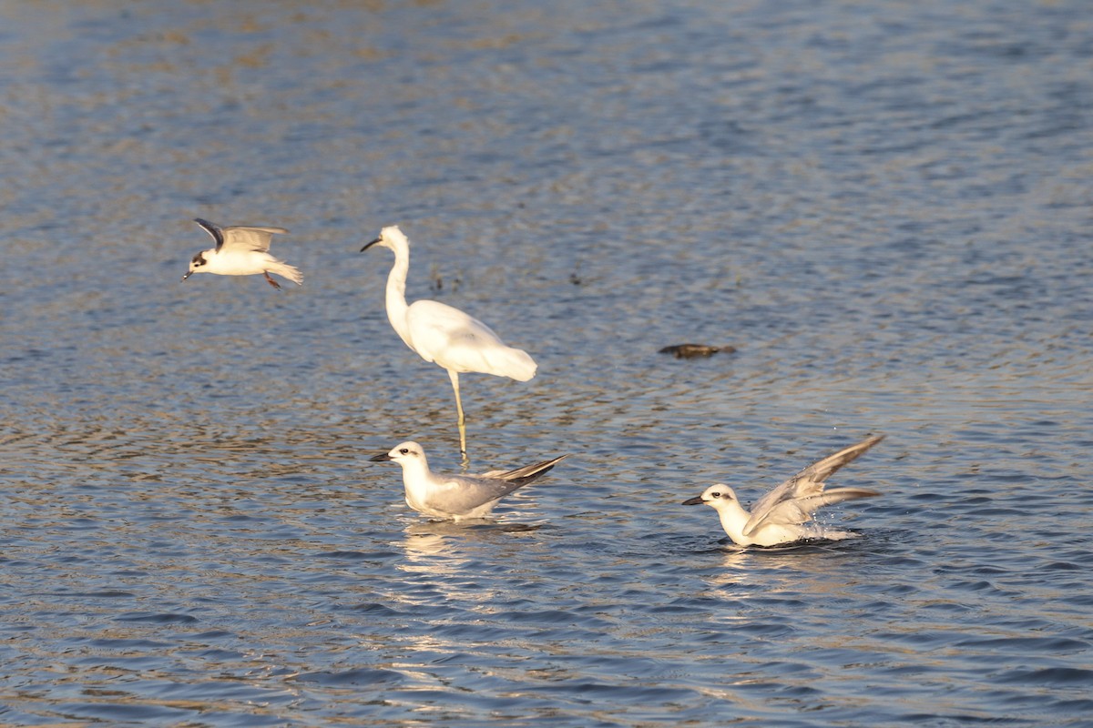 White-winged Tern - ML644021367