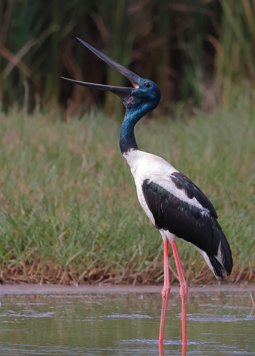 Black-necked Stork - ML644021368