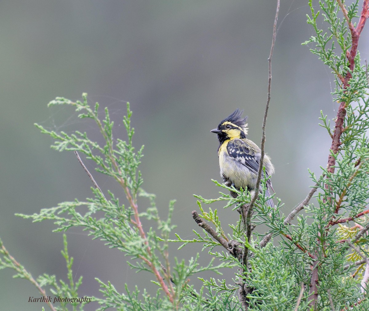Green-backed Tit - ML644021369